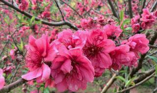 西樵山旅游攻略 西樵山旅游攻略