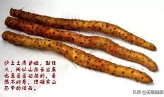 终极鉴定师 终极鉴定师