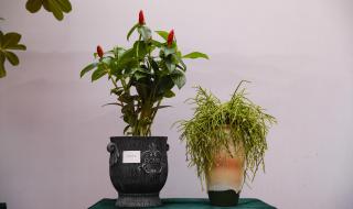 青州花卉博览会 青州花卉博览会