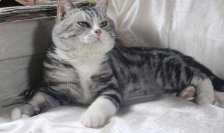 甜甜私房猫主题曲 甜甜私房猫主题曲